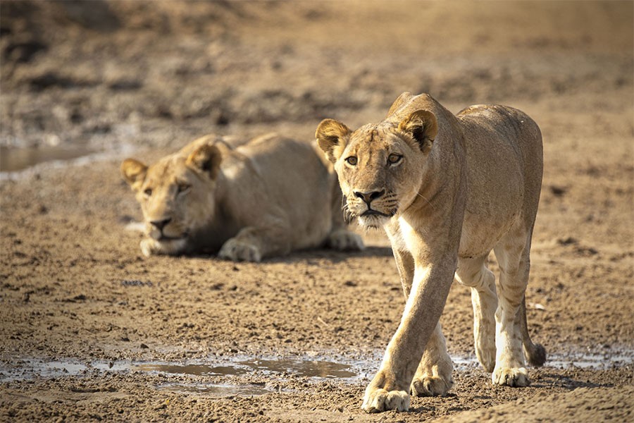 Blue Ant Media Launches Love Nature In French-Language Markets Through CANAL+